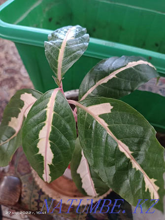 Hibiscus and Graptophyllum Balqash - photo 6