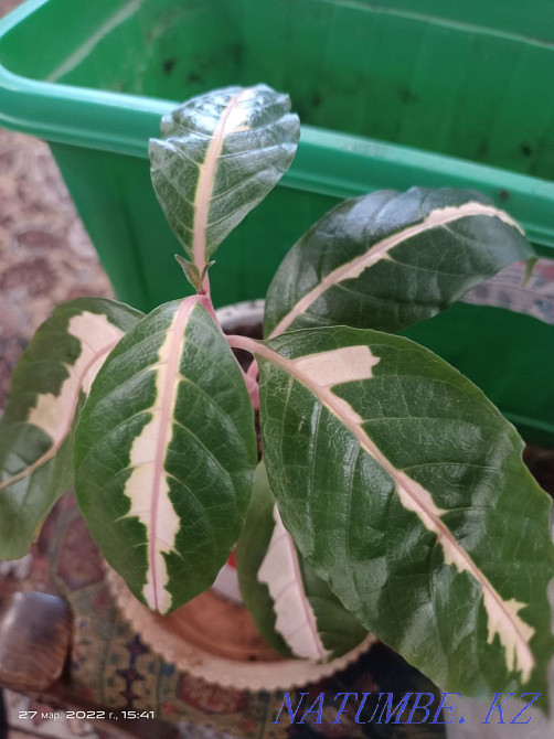 Hibiscus and Graptophyllum Balqash - photo 6