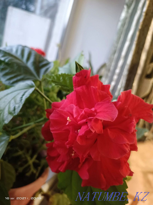 Hibiscus and Graptophyllum Balqash - photo 1