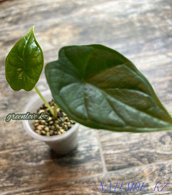 Алоказия Dragon Scale (Шкура Дракона) Шымкент - изображение 1