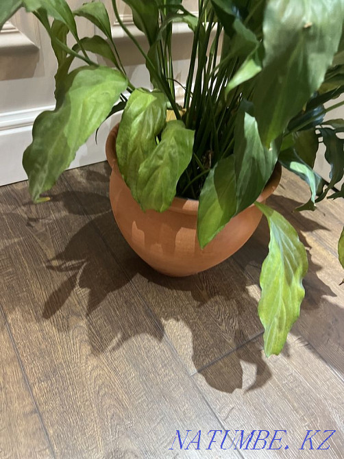 Flower female happiness Каргалы - photo 4