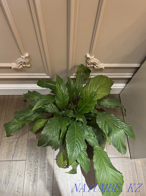 Flower female happiness Каргалы - photo 3