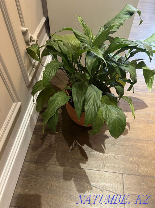 Flower female happiness Каргалы - photo 2