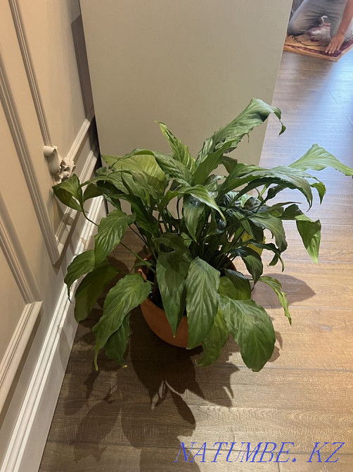 Flower female happiness Каргалы - photo 1