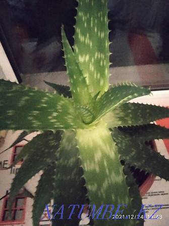 sell aloe vera agave  - photo 2