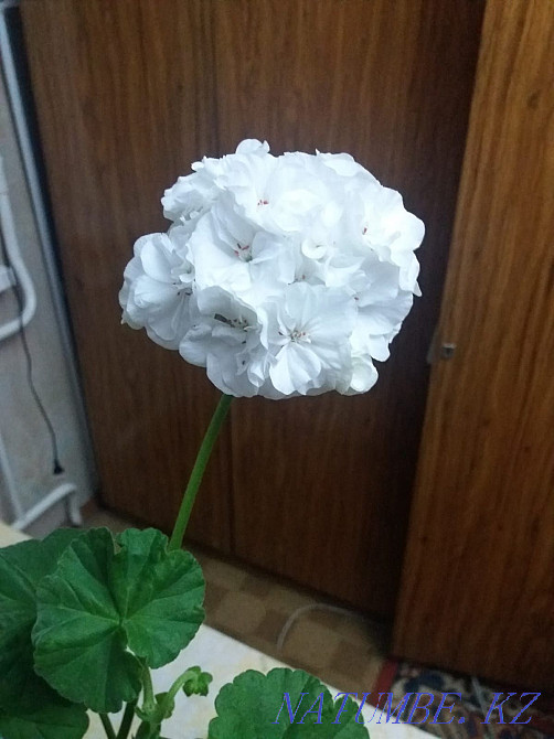 Гүлденген герань сорттарын сату  Петропавл - изображение 1