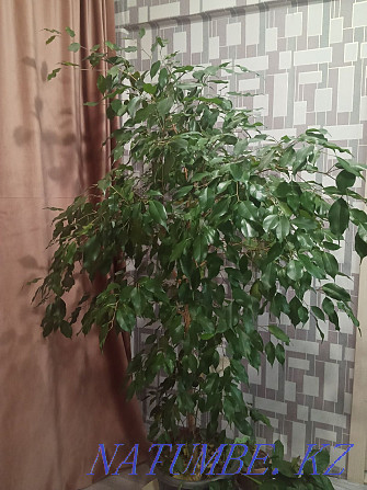 Ficus 12000 tenge Ust-Kamenogorsk - photo 1