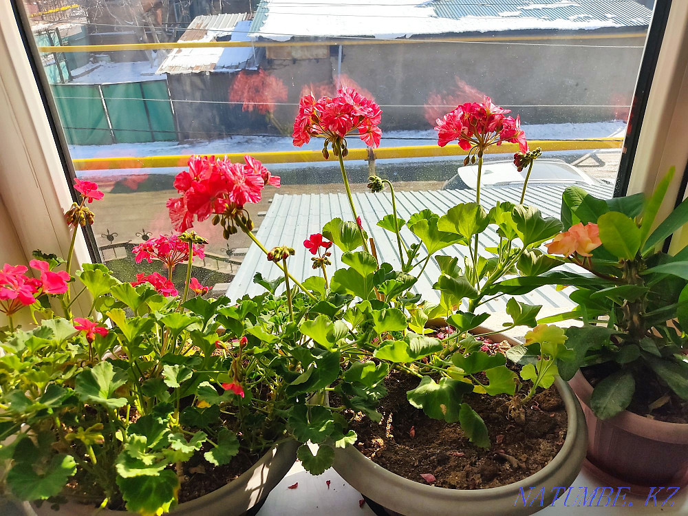 Әртүрлі құмыралардағы гүлдер  Алматы - изображение 1