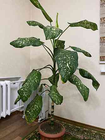 Продам комнатное растение диффенбахия  Өскемен