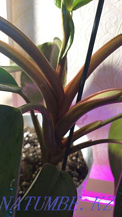 Philodendron Congo Red Kokshetau - photo 4