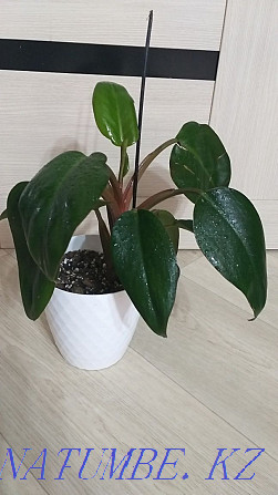 Philodendron Congo Red Kokshetau - photo 1