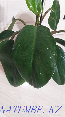 Philodendron Congo Red Kokshetau - photo 3