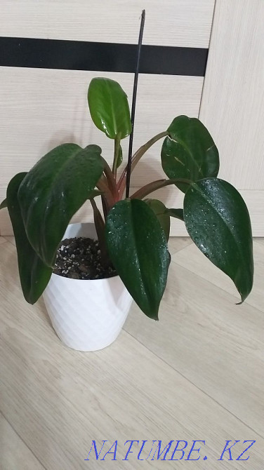 Филодендрон Congo Red Кокшетау - изображение 1
