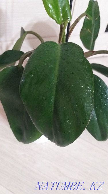 Филодендрон Congo Red Кокшетау - изображение 3