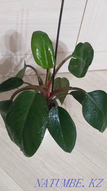 Филодендрон Congo Red Кокшетау - изображение 2