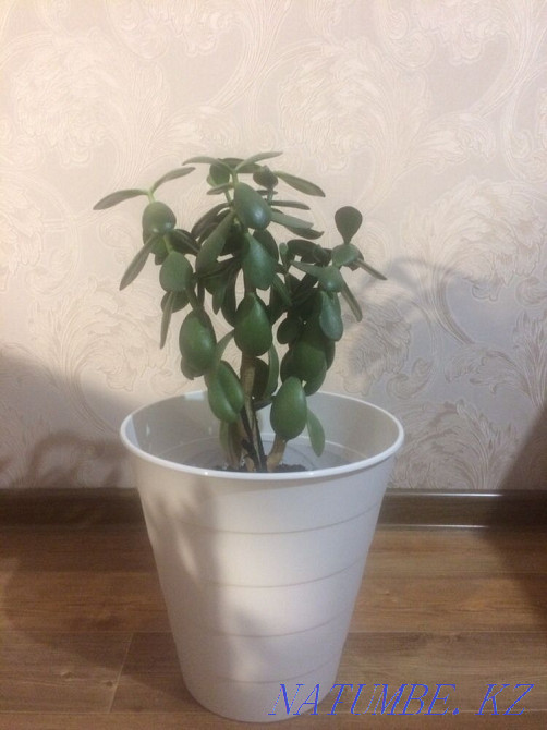 Flower Almaty - photo 2