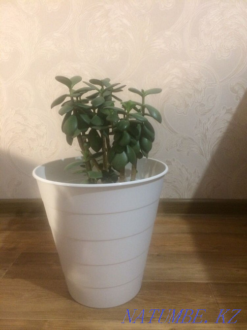 Flower Almaty - photo 1