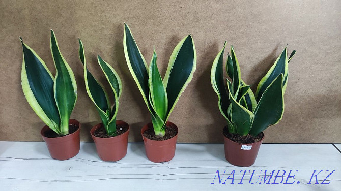 Sancivieria көлеңке түні  Алматы - изображение 2