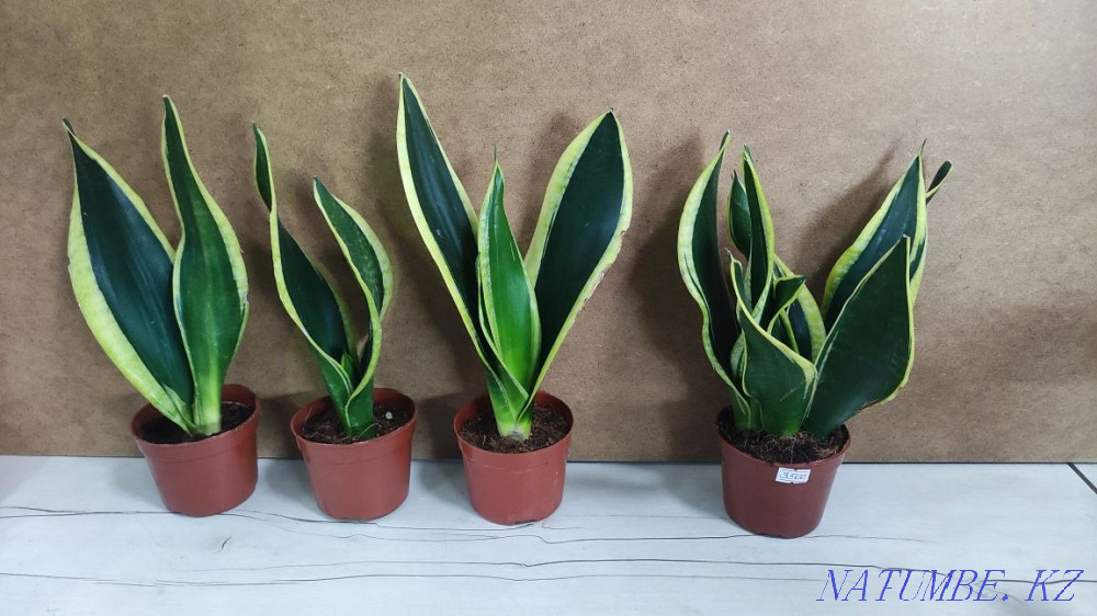 Sancivieria көлеңке түні  Алматы - изображение 2