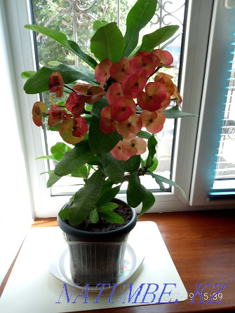 beautiful milkweed flower Almaty - photo 1