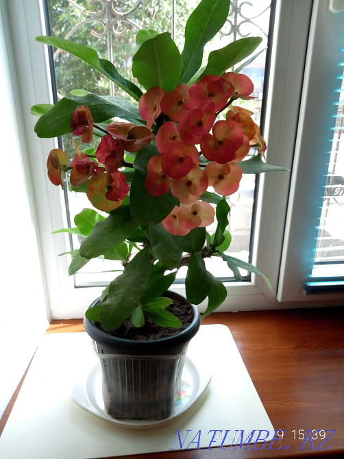 beautiful milkweed flower Almaty - photo 1