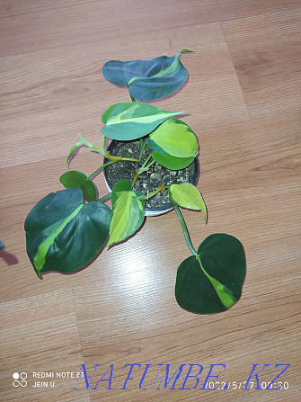 Philodendron Brazil Almaty - photo 1