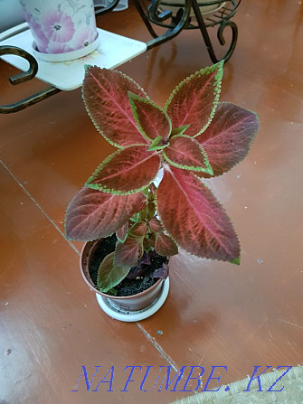 Sell flowers Coleus Oral - photo 2