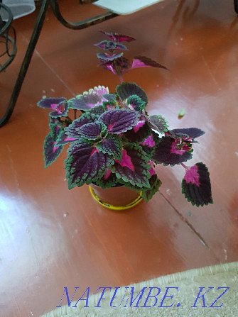 Sell flowers Coleus Oral - photo 1