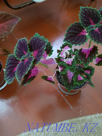 Sell flowers Coleus Oral - photo 4