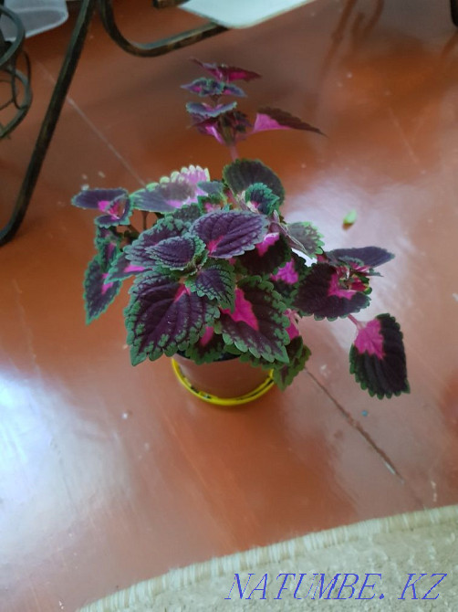 Sell flowers Coleus Oral - photo 1