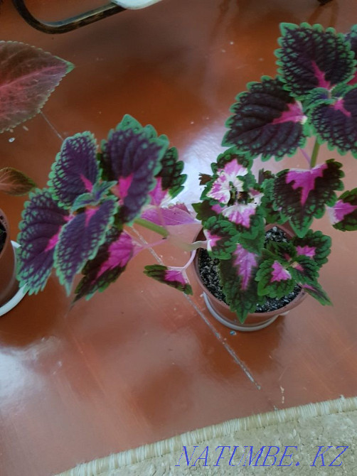Sell flowers Coleus Oral - photo 4