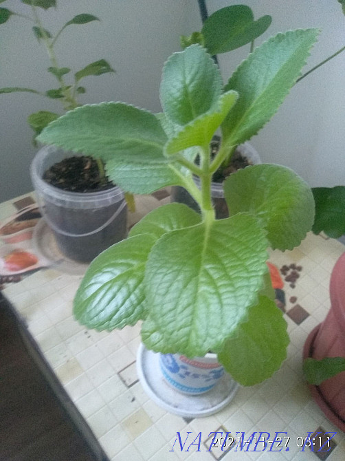 болме гүлдері, жалбыз  - изображение 1