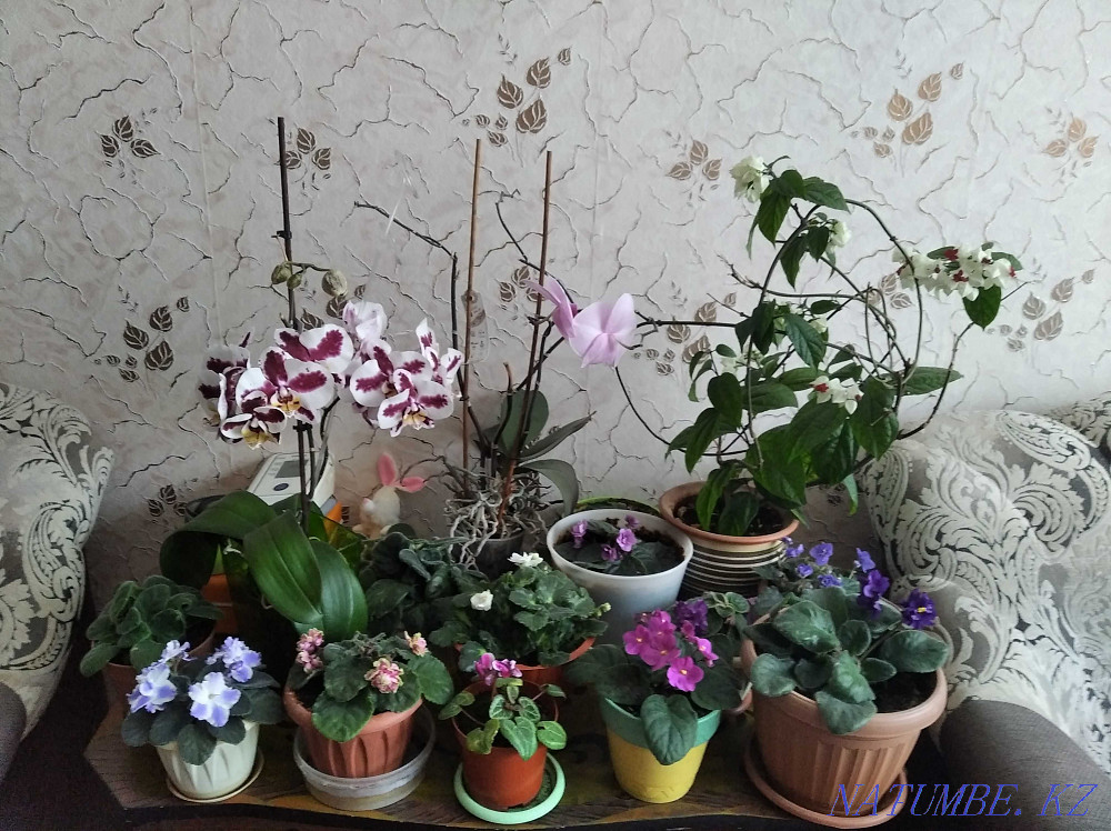 Sell indoor flowers Ridder - photo 1