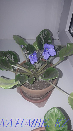 Indoor violets Oral - photo 2