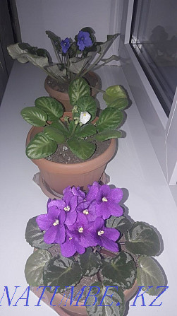 Indoor violets Oral - photo 1