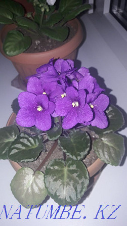 Indoor violets Oral - photo 4