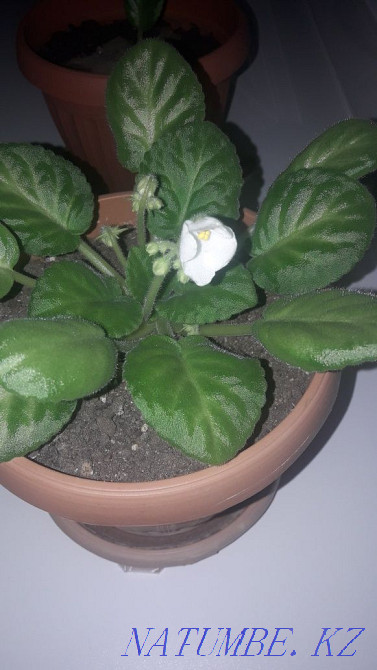 Indoor violets Oral - photo 3