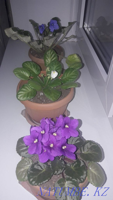 Indoor violets Oral - photo 1