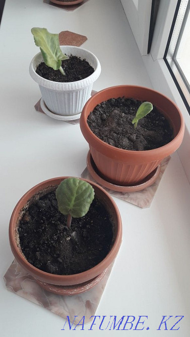 Indoor violets Oral - photo 5