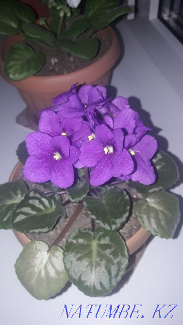 Indoor violets Oral - photo 4
