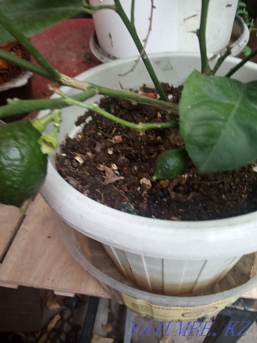 Шифлера, лимон гүлдерін сатыңыз  Алматы - изображение 3