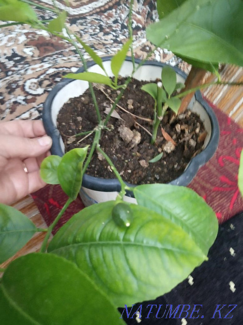 Шифлера, лимон гүлдерін сатыңыз  Алматы - изображение 5