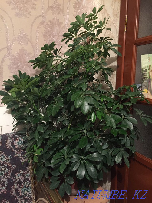 Шифлера, лимон гүлдерін сатыңыз  Алматы - изображение 1