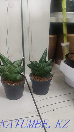 Sancivieria Pigtail Голландия  Алматы - изображение 5