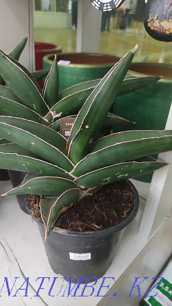 Sancivieria Pigtail Голландия  Алматы - изображение 7