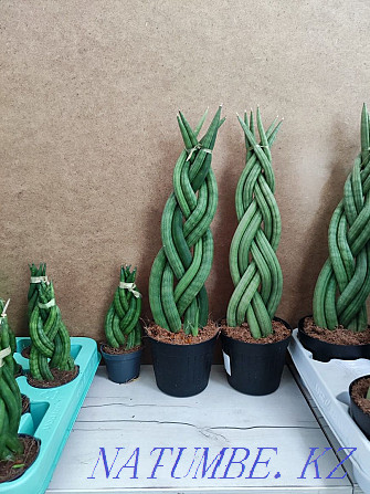 Sancivieria Pigtail Голландия  Алматы - изображение 2