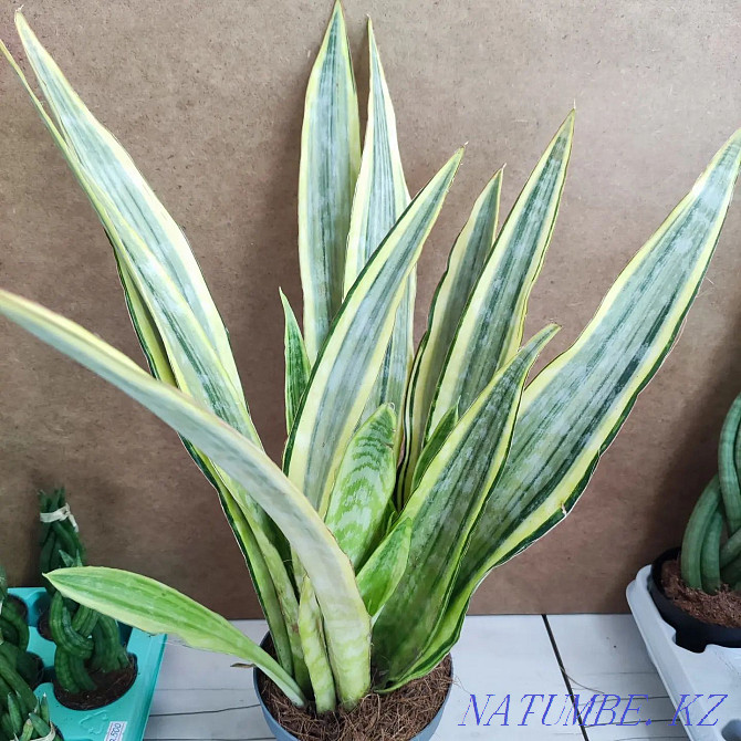 Sancivieria Pigtail Голландия  Алматы - изображение 3