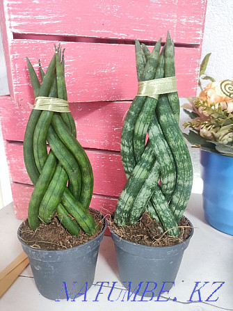 Sancivieria Pigtail Голландия  Алматы - изображение 1