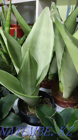 Sancivieria pigtail Holland Almaty - photo 8