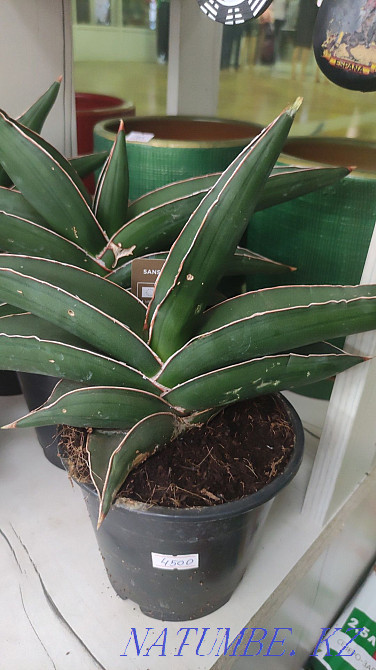 Sancivieria pigtail Holland Almaty - photo 7